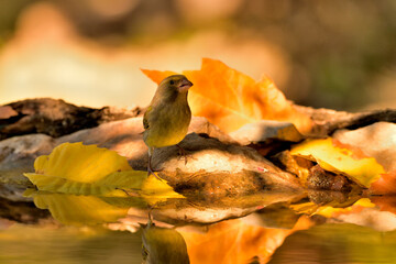 verderón europeo o verderón común reflejado en el agua con fondos ocres y verdes (Chloris...