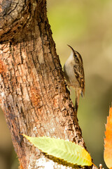 agateador euroasiático en un tronco​ (Certhia familiaris) en un tronco en Casares, Málaga,...