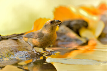 piquituerto común (Loxia curvirostra) bebiendo agua en el estanque del bosque Casares, Málaga,...