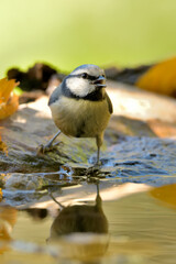 Obraz premium herrerillo común bañandose en el estanque (Cyanistes caeruleus)​ Casares Málaga Andalucía España 