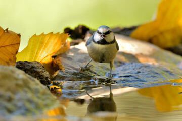 herrerillo común  bañandose en el estanque (Cyanistes caeruleus)​ Casares Málaga Andalucía España	