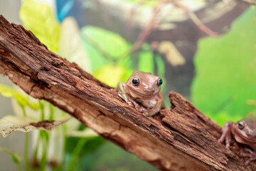An Australian tree frog sits on the bark of a tree. The frog turns around and looks at the camera.
