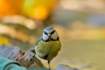 herrerillo común en el estanque (Cyanistes caeruleus)​ Casares Málaga Andalucía España	