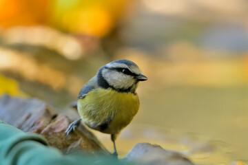 Obraz premium herrerillo común en el estanque (Cyanistes caeruleus)​ Casares Málaga Andalucía España 