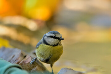 Fototapeta premium herrerillo común en el estanque (Cyanistes caeruleus)​ Casares Málaga Andalucía España 