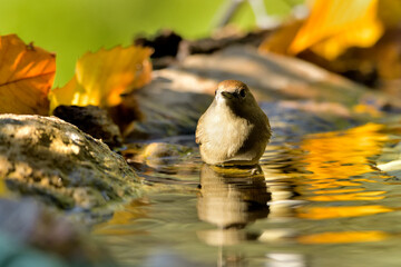 curruca capirotada hembra bañándose en el estanque del parque (Sylvia atricapilla) Casares...