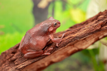 An Australian tree frog sits on the bark of a tree. The frog turns around and looks at the camera.
