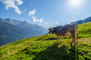 Kuh auf alpinen Wanderweg