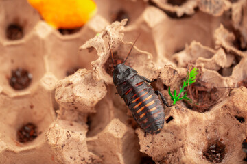 Madagascar Hissing Cockroach close-up. Exotic pet, tropical insect.