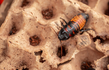 Madagascar Hissing Cockroach close-up. Exotic pet, tropical insect.