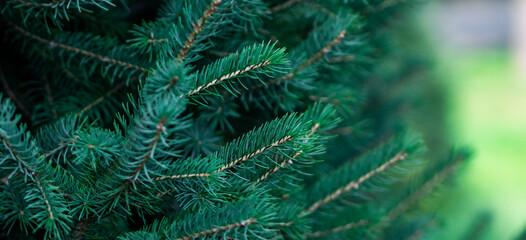 Christmas Tree Farm Natural Background. Winter Holiday Branches. Beautiful Fresh Blue Green Natural Fir Tree.