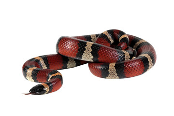Pueblan milk snake on isolated background, milk snake closeup on white background