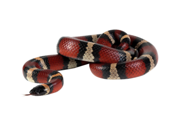 Pueblan milk snake on isolated background, milk snake closeup on white background