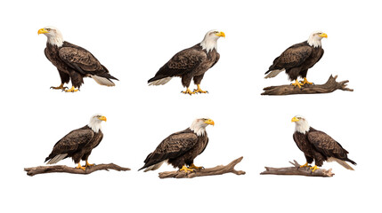 Collection of PNG. Bald eagle isolated on a transparent background.