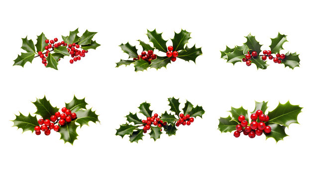 Collection of PNG. Christmas holly isolated on a transparent background.