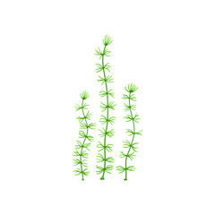 Cartoon underwater Nitella seaweed plant. Aquarium and sea algae. Tropical sea undersea algae, ocean marine flora or aquarium water plant, coral reef underwater deep isolated vector green weed