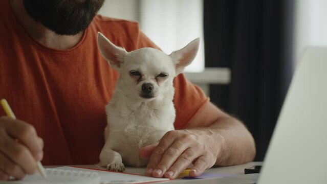 A young bearded man sits in the kitchen with a pet friend, a white dog of breed chihuahua, and strokes it. An entrepreneur takes important notes in a copybook. Close up. Looks at the camera. The
