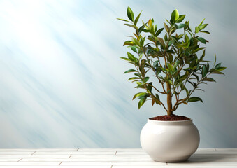 Fototapeta premium House plant in a pot against a white wall background, sunlight and shadows, copy space for text