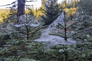 Spider web in morning dew - old dew condensing on a spider web and trees in Sumava National Park, Czech Republic - 682205239