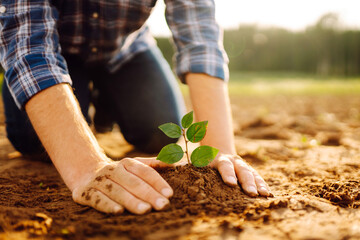 The hands of an experienced farmer plants and cares for a new sprout in the field. A young...