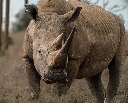 White rhino up close