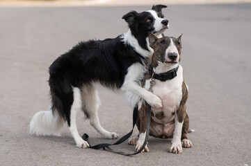 Black and white border collie hugging a brindle bull terrier on a walk. 