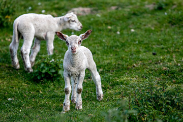 Fototapeta premium Lambs in Normandy, France.