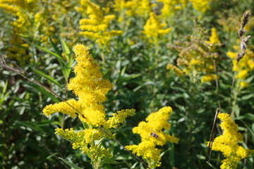 Solidago canadensis grows at the roadside in Germany. It's invasive in Europe.