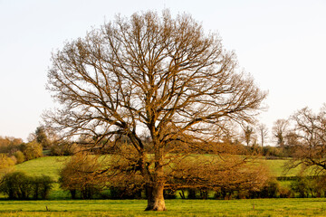 Obraz premium Normandy landscape, France.