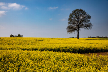 Obraz premium Rapeseed field in Eure, France.