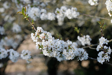 Spring blossoms in Normandy, France.