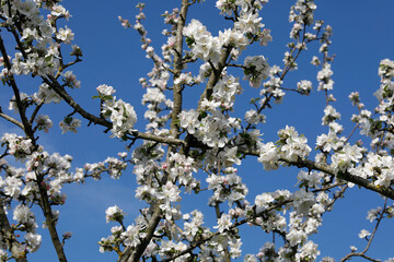 Blossoms, Eure, France.