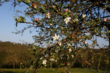 Fototapeta na wymiar Apple tree with blossoms, Eure, France.
