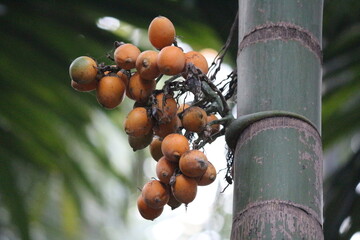 Betel Nut_Areca Palm Nut. Supari Plant