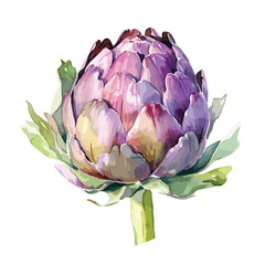 Vector artichoke  illustrations, Watercolor green and purple artichoke on white background, Vector vegetables plant