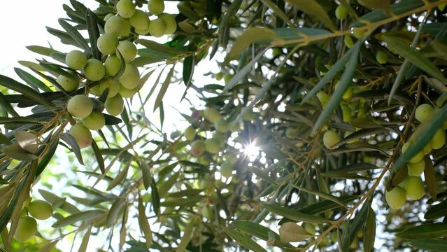 Olive tree plantation with olive leaves and olives in autumn season. Antalya Turkey.