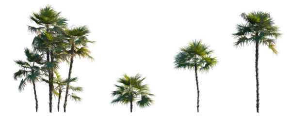 Acoelorrhaphe wrightii paurotis (Everglades, Madeira) palm frontal medium and small isolated png on a transparent background premium cutout