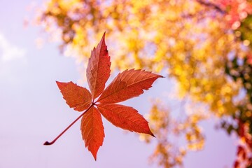 Autumn and leaves in free fall. Nice bokeh in the background.