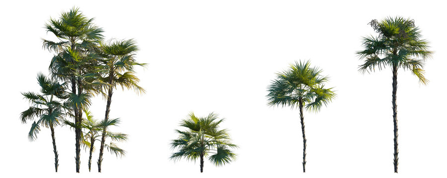 Acoelorrhaphe wrightii paurotis (Everglades, Madeira) palm frontal medium and small isolated png on a transparent background perfectly cutout