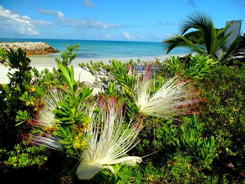 Barringtonia asiatica also called Indian Badamier, Square Cap, Priest's Cap or Bishop's Cap, is a species of flowering plant in the family Lecythidaceae