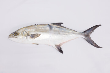 Palometón Liche Leerfish Leccia