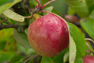Red Apple on the Tree