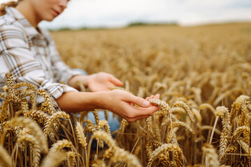 A woman agronomist studies the golden harvest of wheat on an agricultural field. A young woman farmer holds bunches of wheat, checks their quality. Agriculture.