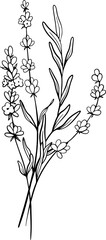 Bouquet of Lavender flower line art drawing. Hand drawn black ink sketch. Design for tattoo, wedding invitation, logo, cards, packaging and labeling. Botanical rustic trendy greenery vector