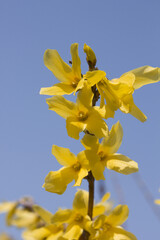 Obraz premium Forsythia(Golden bell flowers) in the spring .