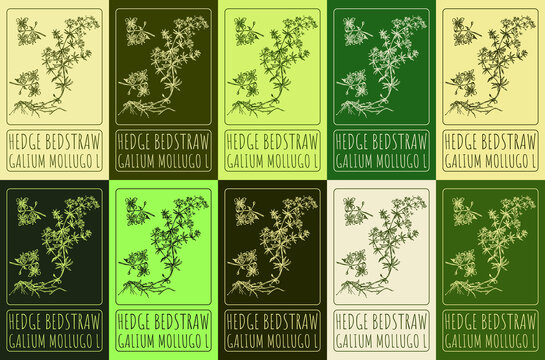 Set of drawing of HEDGE BEDSTRAW in various colors. Hand drawn illustration. Latin name GALIUM MOLLUGO L.