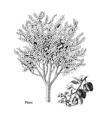 Plum tree and branch vector