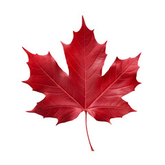 Autumn maple leaf isolated on white background