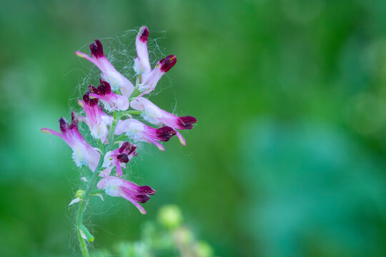 Flower of common fumitory isolated on natural background, Fumaria officinalis