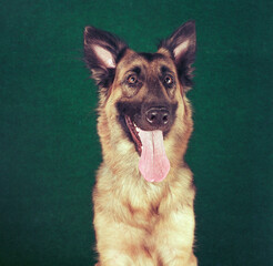 Pet German Shepherd dog indoors enjoying all the attention